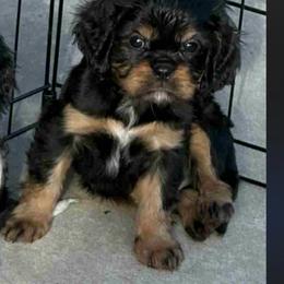 Black and Tan 2 - Black and tan male Cavalier King Charles Spaniel puppy in Kalama, Washington from Beautiful Cavaliers
