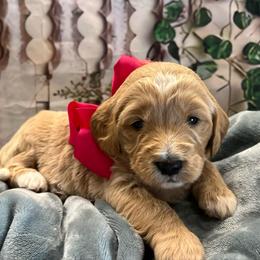 Hydrangea - Cream female Goldendoodle puppy in The Woodlands, Texas from Gracie's Goldendoodles and Bernedoodles