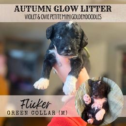 FLICKER - Black male Goldendoodle puppy in Watertown, New York from True Friend Doodles