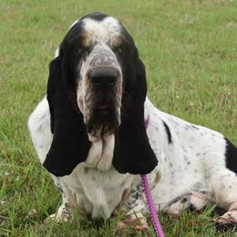 Zavey - Basset Hound