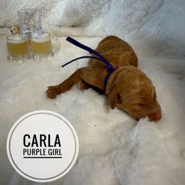 Carla - Red  female Goldendoodle puppy in Harrisburg, Oregon from Dolly’s Doods