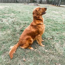 Estie - Golden Retriever