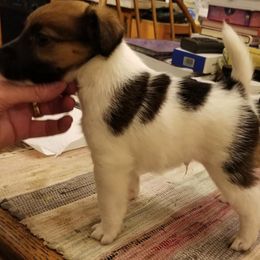 Harrier and Smooth Fox Terrier Puppies from Sheez-Beez Kennel