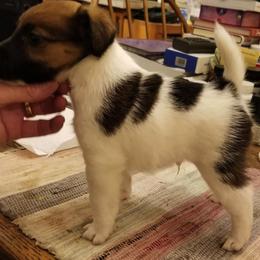 Harrier and Smooth Fox Terrier Puppies from Sheez-Beez Kennel