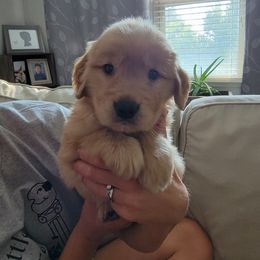 Golden Retriever Puppies from Davis Retrievers