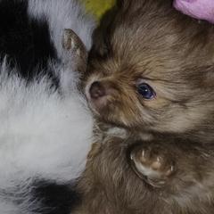 Pomeranian and Shetland Sheepdog Puppies from K&A Little Wonder's