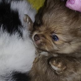 Pomeranian and Shetland Sheepdog Puppies from K&A Little Wonder's