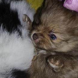 Pomeranian and Shetland Sheepdog Puppies from K&A Little Wonder's