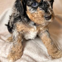 Cockapoo and Goldendoodle Puppies from Jax Doodles