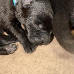 Light blue boy - Black male German Shepherd puppy in Centralia, Illinois from Janices AKC German Sheperds LLC