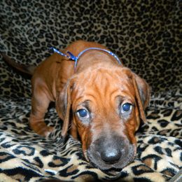 Rhodesian Ridgeback Puppies from Bold Move Rhodesian Ridgebacks