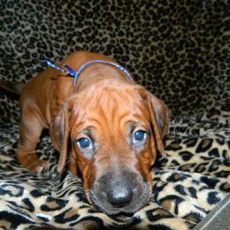 Rhodesian Ridgeback Puppies from Bold Move Rhodesian Ridgebacks