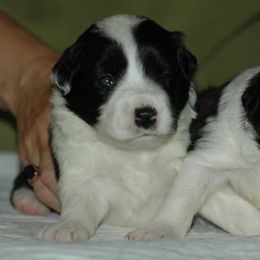 Border Collies from Blackbow