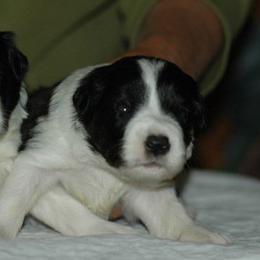 Border Collies from Blackbow