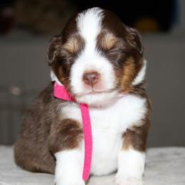 KESTREL - Red Miniature Australian Shepherd puppy in Omak, Washington from Willow Flats Kennels
