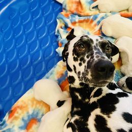 Dalmatian Puppies from Dalmation.Vacation