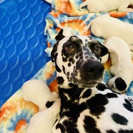 Dalmatian Puppies from Dalmation.Vacation