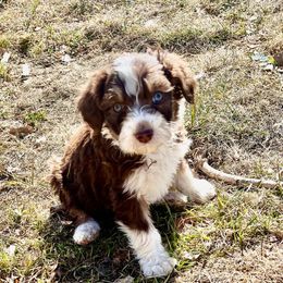 Mowgli - Aussiedoodle puppy from Jojo the Sanpete Aussie