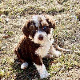 Mowgli - Aussiedoodle puppy from Jojo the Sanpete Aussie