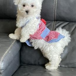 Companion Cross, Maltese, and Maltipoo Puppies from Best Maltese & Toy Poodles of Texas