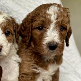 Cavalier King Charles Spaniels and Goldendoodles from Buck's pups