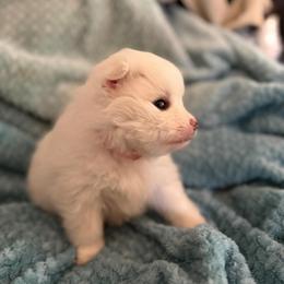 Pink - White female Japanese Spitz puppy in Madison, Alabama from Cinabell Japenese Spitz