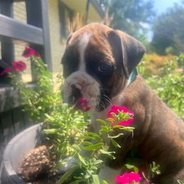 Flashy brindle male - Brindle male Boxer puppy in Enon, Ohio from Diamond Lane Boxers
