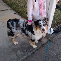Australian Shepherd All Grown Up from Rush Creek Aussies