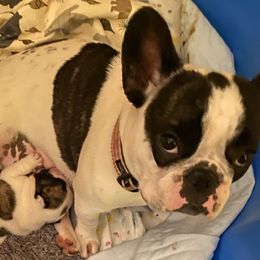 Farrah  - French Bulldog