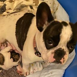 Farrah  - French Bulldog