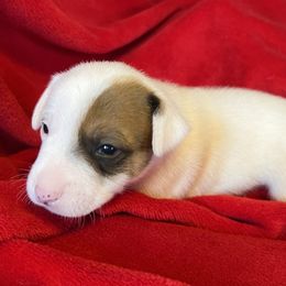 Charlie - White and tan male Russell Terrier puppy in London, Kentucky from Norvell Kennels