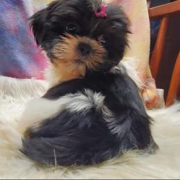 Tilly (blackest) - Black and white female Shih Tzu puppy in Hillsdale, Michigan from Prairie Fen Farm