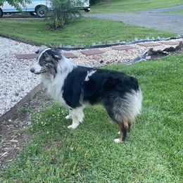 Odin - Blue merle Australian Shepherd puppy in Yadkinville, North Carolina from Gold Leaf Farm & Kennels