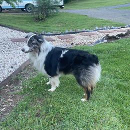 Odin - Blue merle Australian Shepherd puppy in Yadkinville, North Carolina from Gold Leaf Farm & Kennels