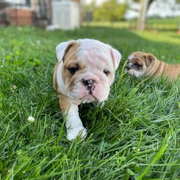Bulldog Puppies from Winehaus Bulldogs