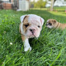 Bulldog Puppies from Winehaus Bulldogs