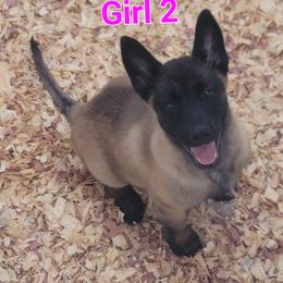 Girl 2 - Mahogany female Belgian Malinois puppy in Corpus Christi, Texas from Heavenly Firefly Belgian Malinois