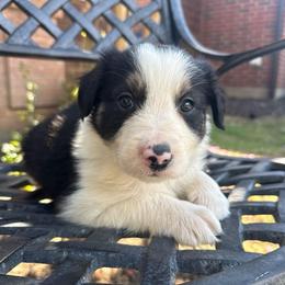 Corporal Garcia - Black and white male Border Collie puppy in Mckinney, Texas from Border Collies of Ruidoso