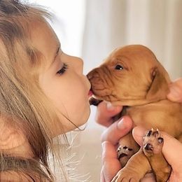 Vizsla Puppies from Arkansas Vizslas