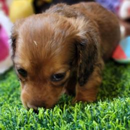 Atlas (non Dapple) (AKC and CKC registration included) - Red male Dachshund puppy in Terlton, Oklahoma from CLARK'S BREEDING PROGRAM