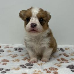 Fiona (sable bluie fluffy) - Sable female Pembroke Welsh Corgi puppy in Waco, Texas from The Comma Corgis
