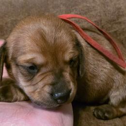 Red Collar Male - Fawn (isabella) and tan male Dachshund puppy in Otto, North Carolina from Windy Ridge Dachshunds
