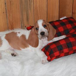 Phoebe - Lemon and white female Basset Hound puppy in Dover, Arkansas from S&S American Bassets