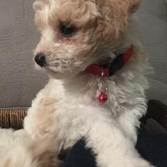 Double Doodle Puppies from Pup of Morgan_ Bichonpoo