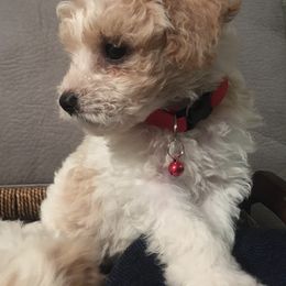 Double Doodle Puppies from Pup of Morgan_ Bichonpoo