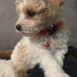 Double Doodle Puppies from Pup of Morgan_ Bichonpoo