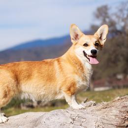 Addie - Red female Pembroke Welsh Corgi puppy in Caliente, California from Rafter Cross 7