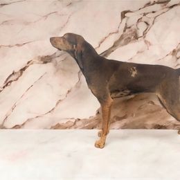 American Leopard Hound, Bluetick Coonhound, and German Shepherd All Grown Up from Haus Biery German Shepherds, Benchmark Blueticks & Leopard Hounds