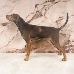 American Leopard Hound, Bluetick Coonhound, and German Shepherd All Grown Up from Haus Biery German Shepherds, Benchmark Blueticks & Leopard Hounds