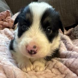 Zorro - Black and white male Border Collie puppy in Mckinney, Texas from Border Collies of Ruidoso